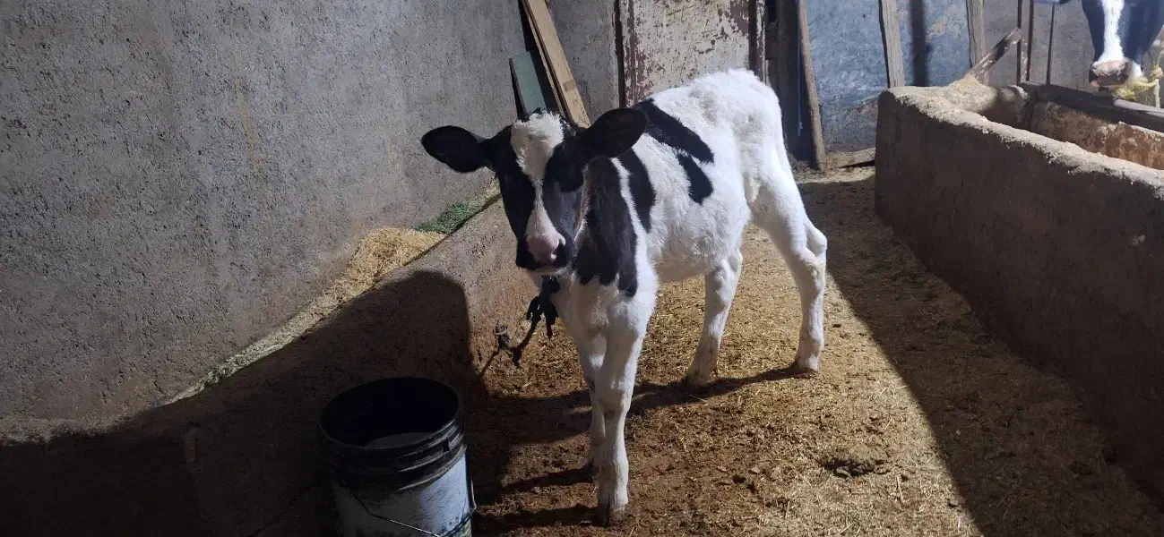 گاو هلشتاین شکم اول با گوساله نر|حیوانات مزرعه|قیدار, |دیوار