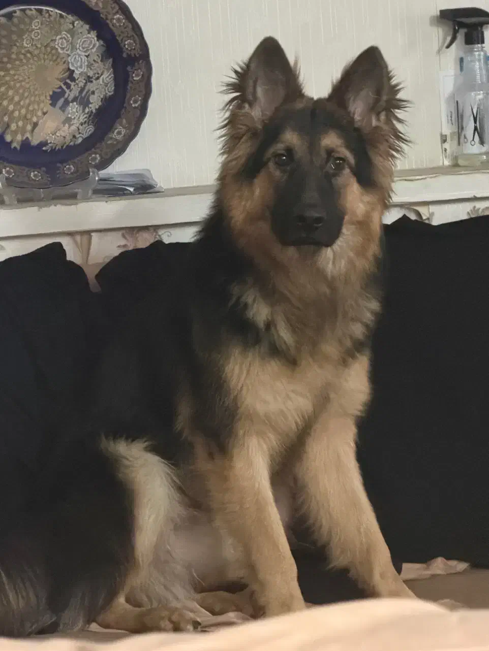 ژرمن شولاین نر کینگ سایز|سگ|شیراز, بعثت|دیوار