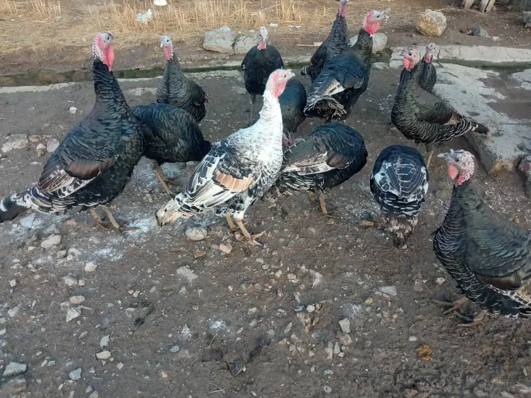 بوقلمون شب چله|حیوانات مزرعه|پلدشت, |دیوار