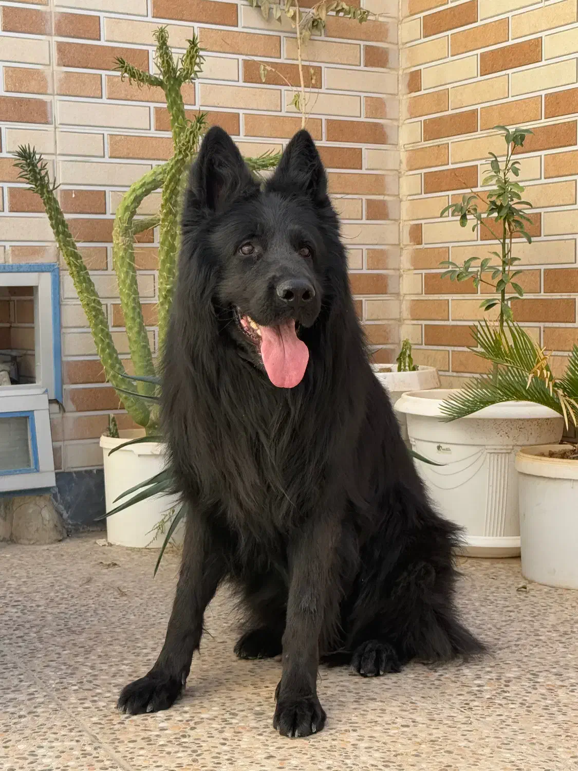 ژرمن بلک با شجره|سگ|شیراز, عفیفآباد|دیوار