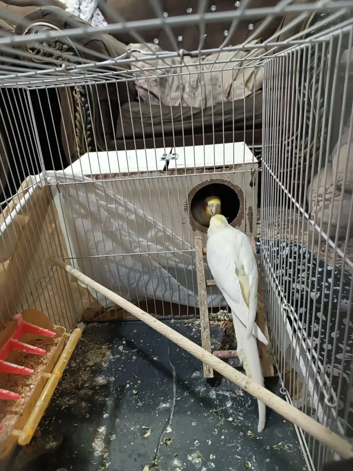 جفت عروس هلندی لتینو مولد باقفس لوازم 1500|پرنده|مشهد, شهید بصیر|دیوار