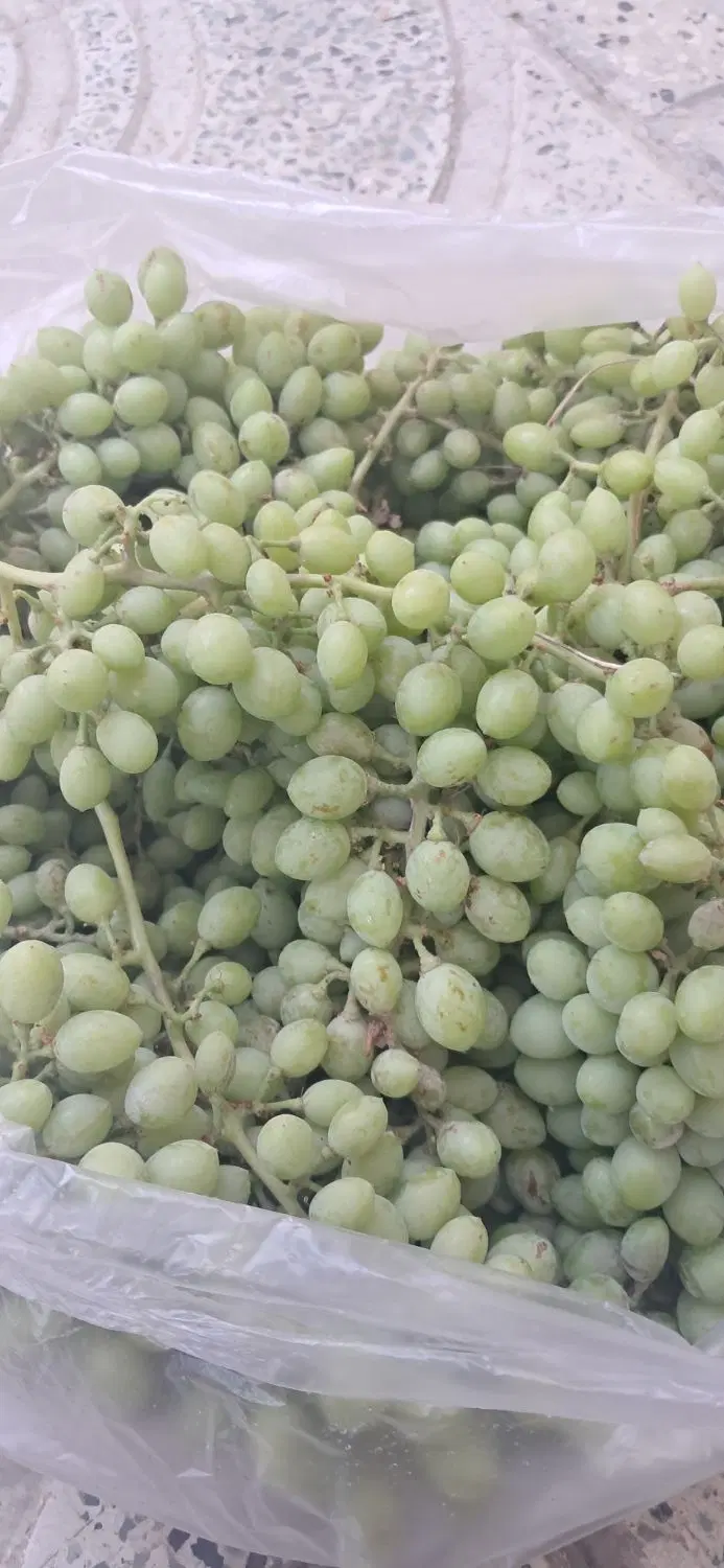 غوره|خوردنی و آشامیدنی|زنجان, |دیوار
