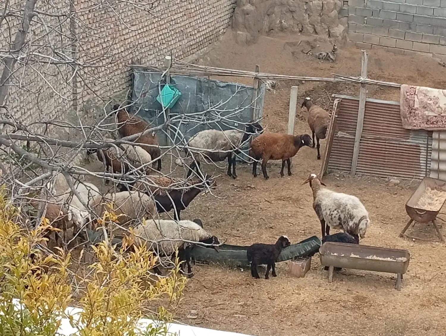 چند عدد گوسفند جوان با بره و بدون بره بفروش میرسد|حیوانات مزرعه|گرگان, |دیوار
