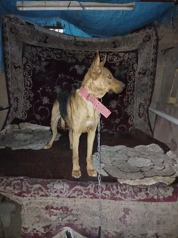 سگ ژرمن دوبرمن|سگ|پاکدشت, پارچین|دیوار