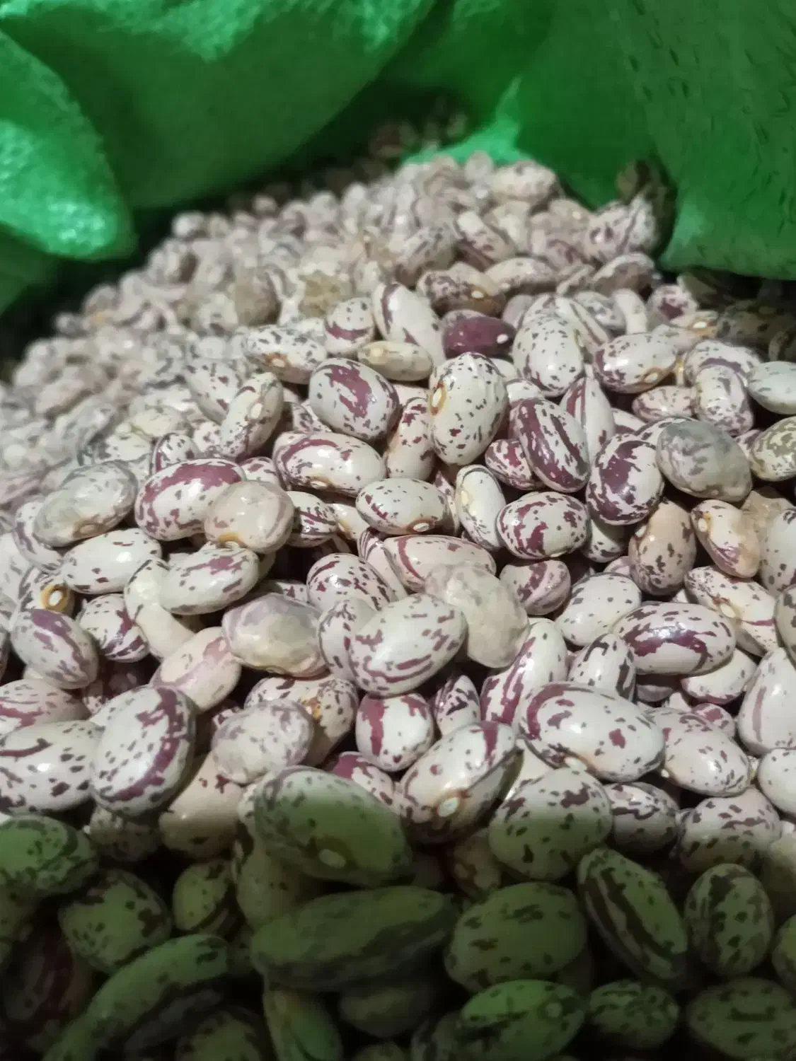 لوبیا چیتی تازه کاشت امسال|عمده‌فروشی|نظر کهریزی, |دیوار