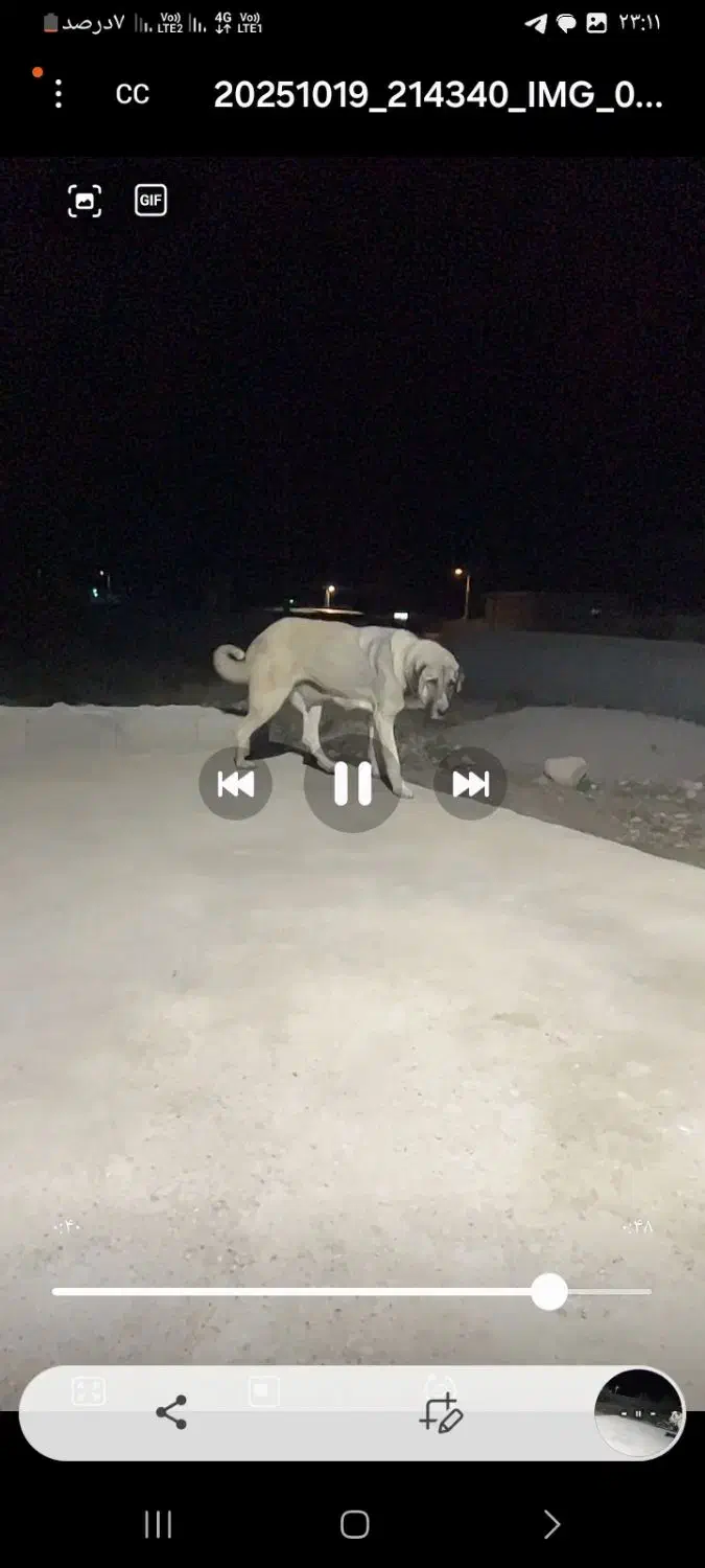 ماده عراقی دم فهل|سگ|مشگین شهر, |دیوار