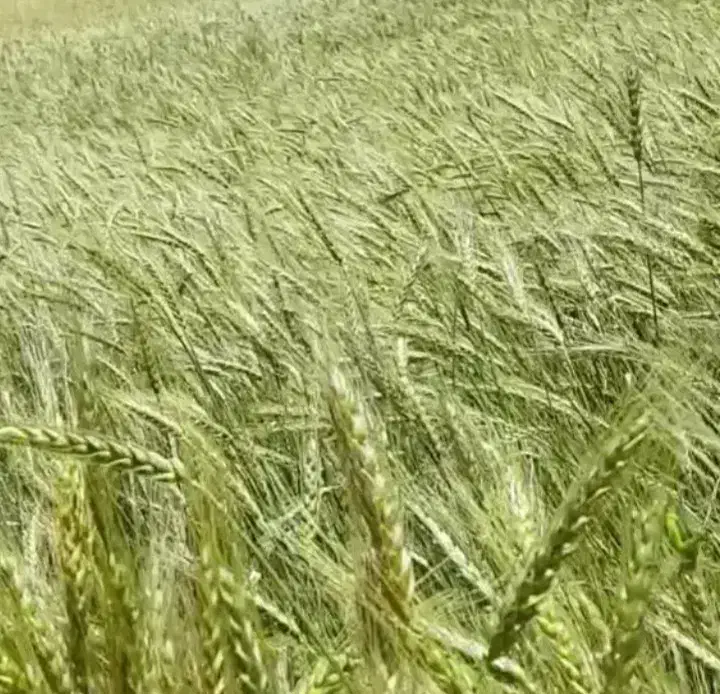 گندم بذری، آذر دو|گل و گیاه طبیعی|ثلاث باباجانی, |دیوار