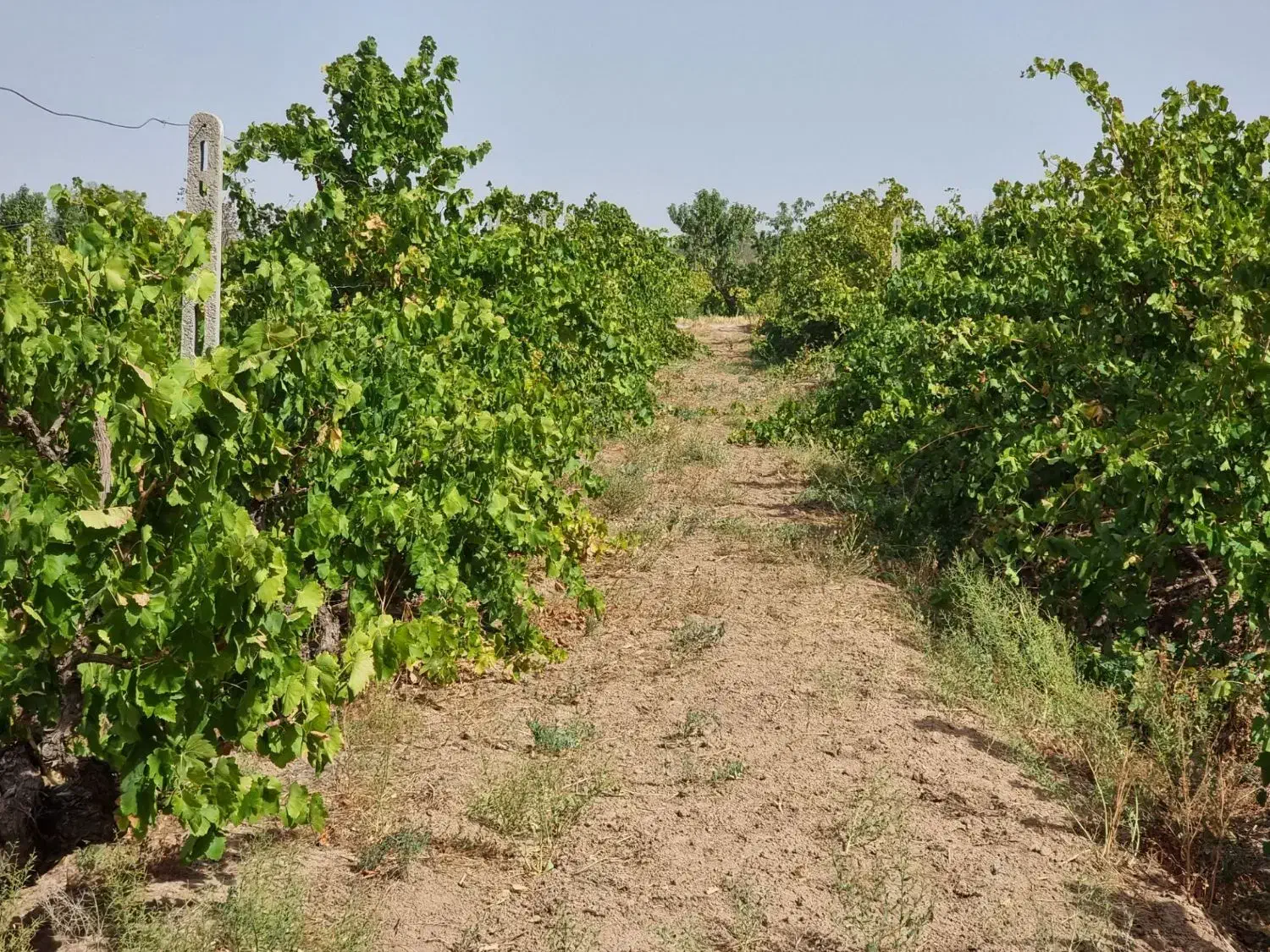 باغ با سندِ تک برگ و سهمیه ی آب به صورت قطره ای|فروش دفتر صنعتی، کشاورزی، تجاری|کرج, منطقه ویژه اقتصادی پیام|دیوار