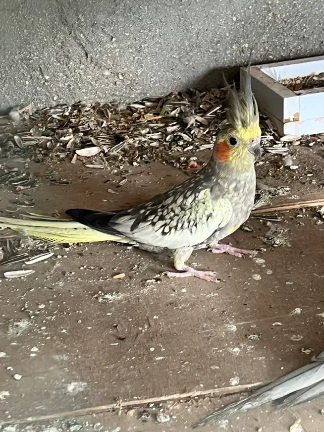 عروس هلندی|پرنده|قشم, |دیوار