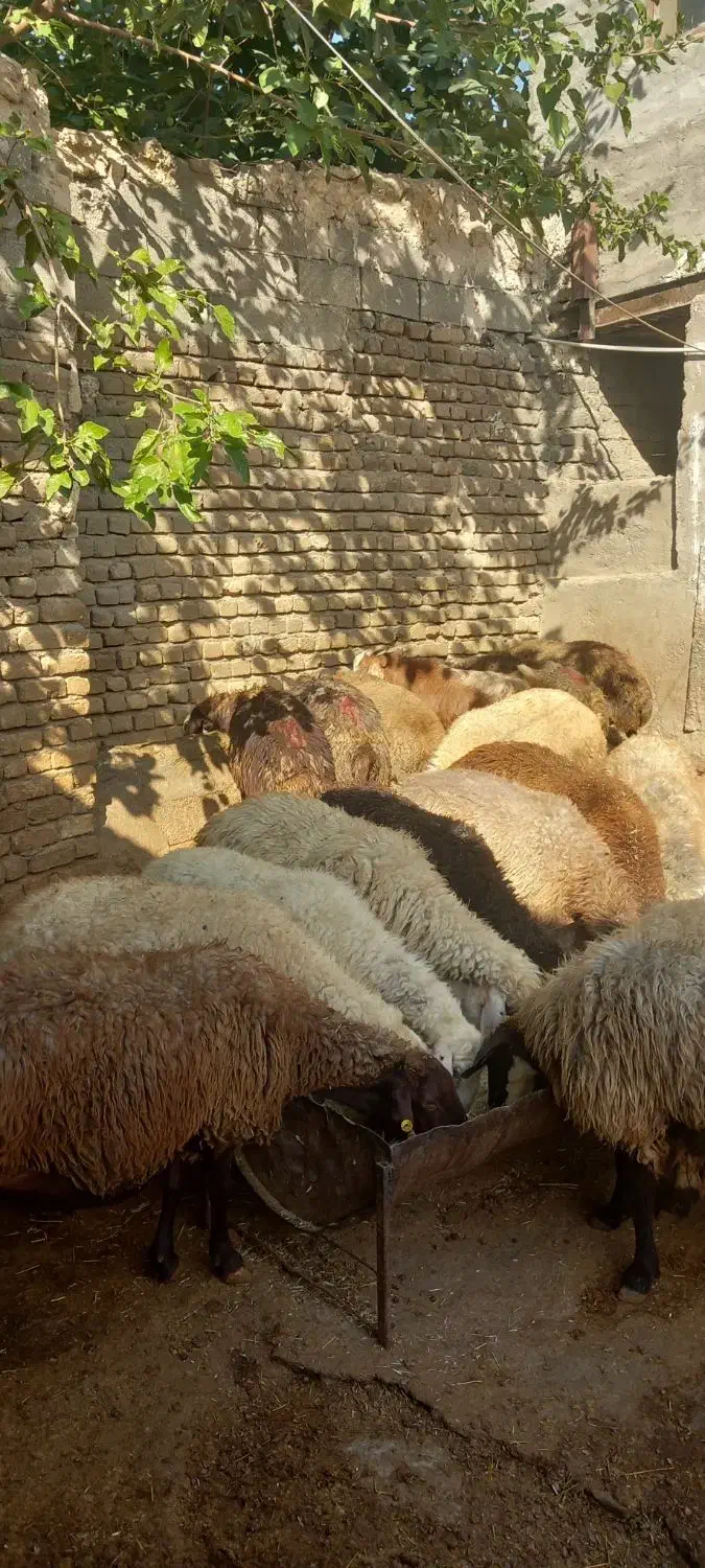 گوسفندچاق وشک نزاییده ومیش پرواری وکاوه نر|حیوانات مزرعه|زاغه, |دیوار