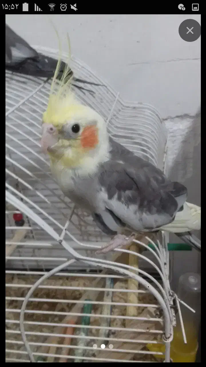 عروس هلندی|پرنده|گرگان, |دیوار