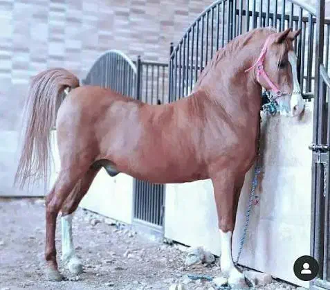 اجاره باکس و پانسیون اسب|اسب و تجهیزات اسب‌سواری|شاهین‌شهر, گرگاب|دیوار