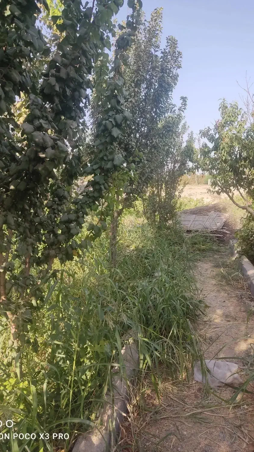 زمین باغ|فروش زمین و ملک کلنگی|رباط‌کریم, کاظم‌آباد|دیوار