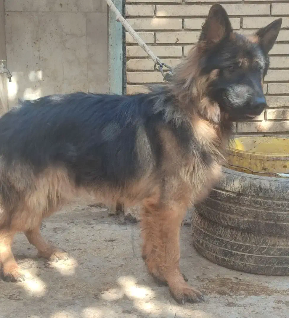 واگذاری فوری سگ افغان و ژرمن شولاین|سگ|یزد, |دیوار