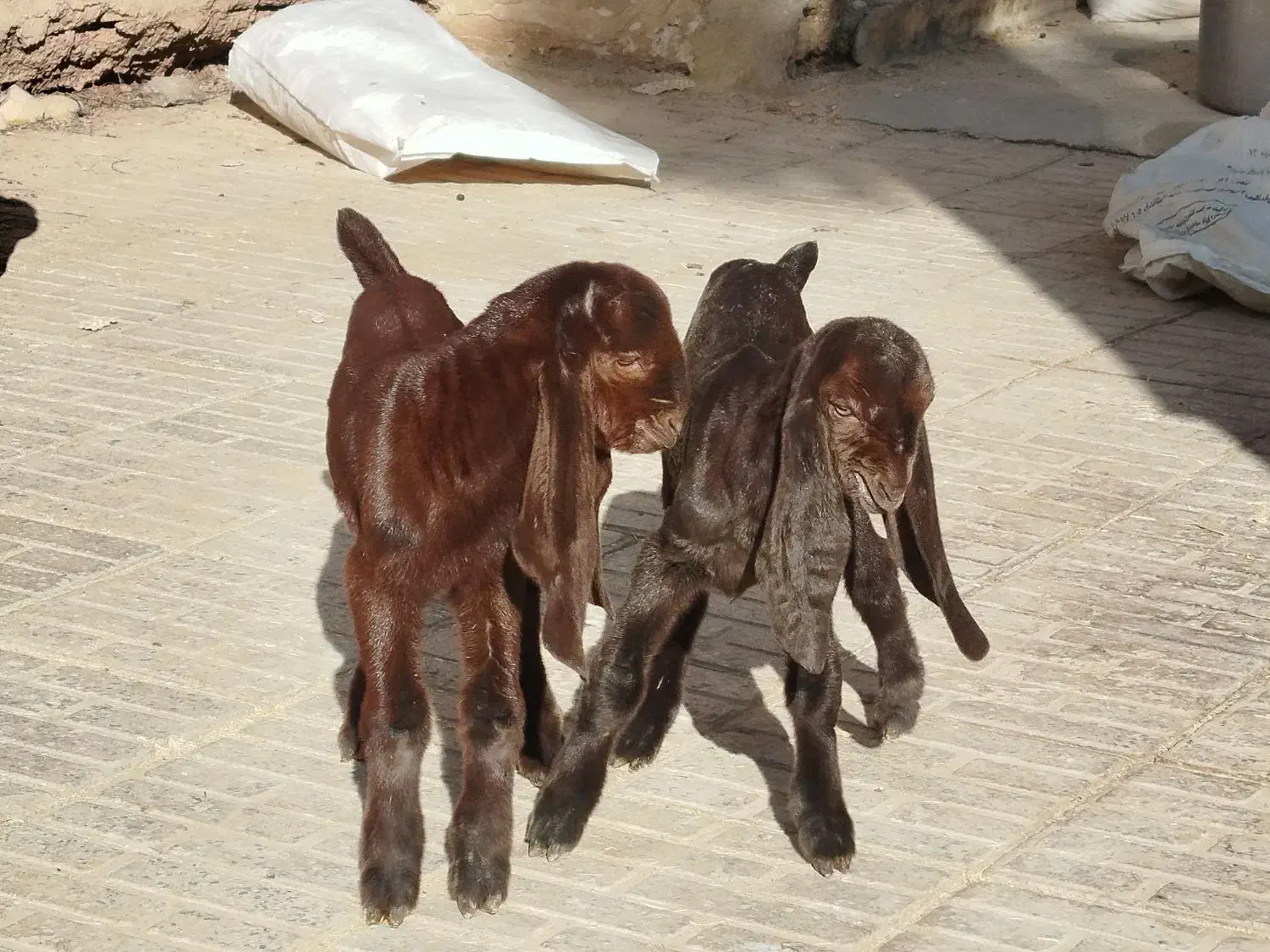 بزکامورایی دوقلوزا|حیوانات مزرعه|برخوار, |دیوار