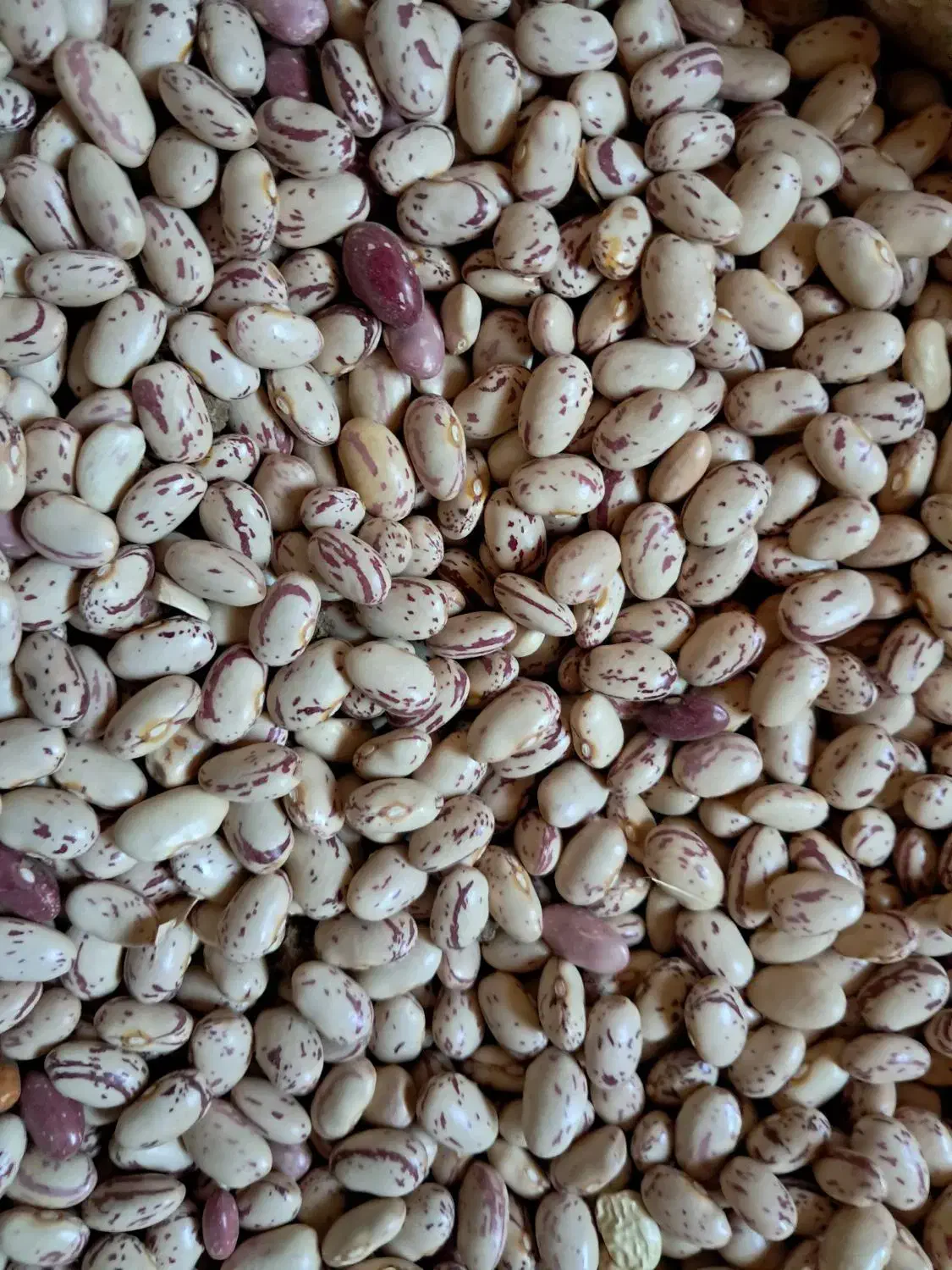 لوبیا چیتی|خوردنی و آشامیدنی|سپیدار, |دیوار