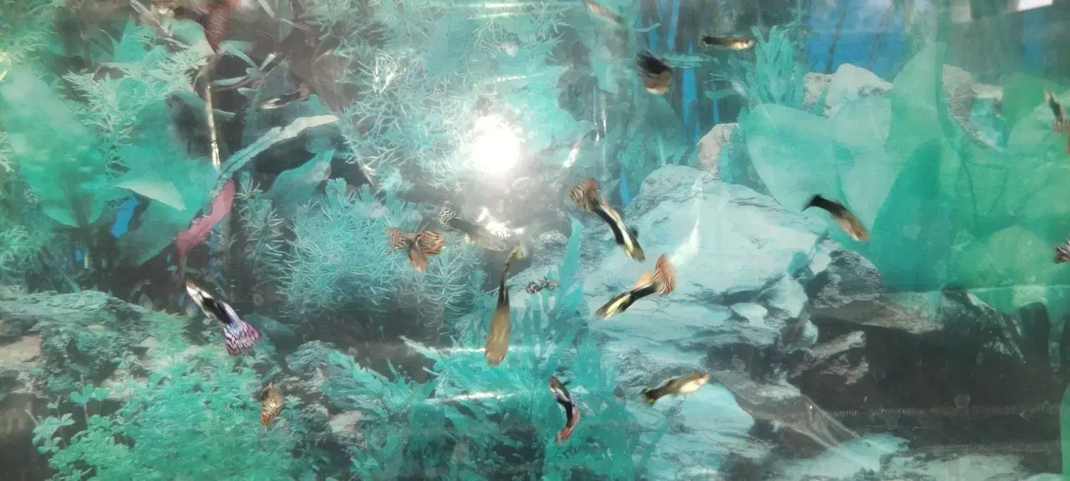 ماهی اکواریوم|ماهی|سراب, |دیوار