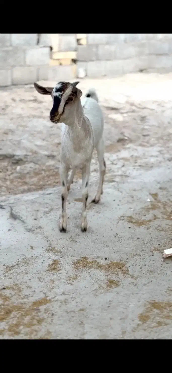 ثلاله قشنگ|حیوانات مزرعه|یزد, |دیوار