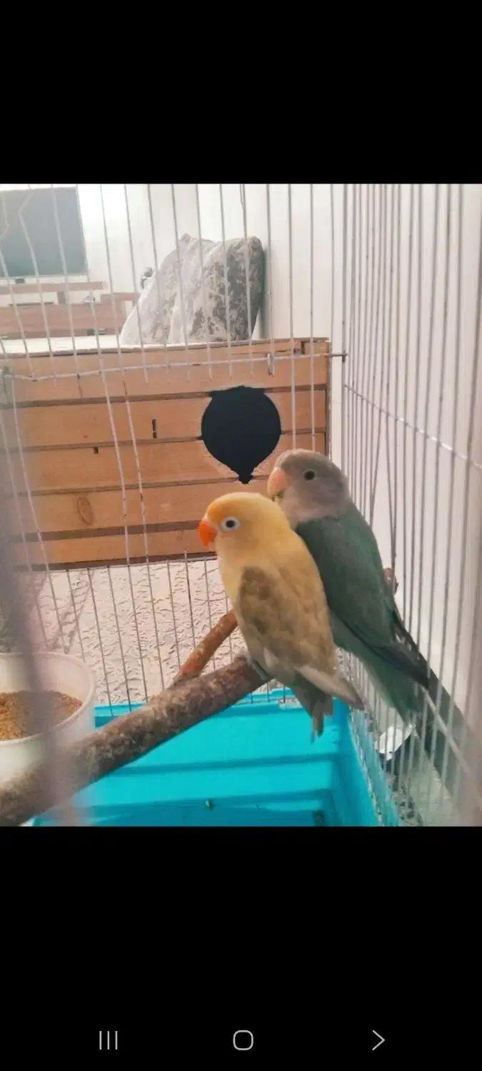 ۲جفت برزیلی مولد کار داده و ۱عدد گرینچیک ماده مست|پرنده|ری, دولتآباد|دیوار