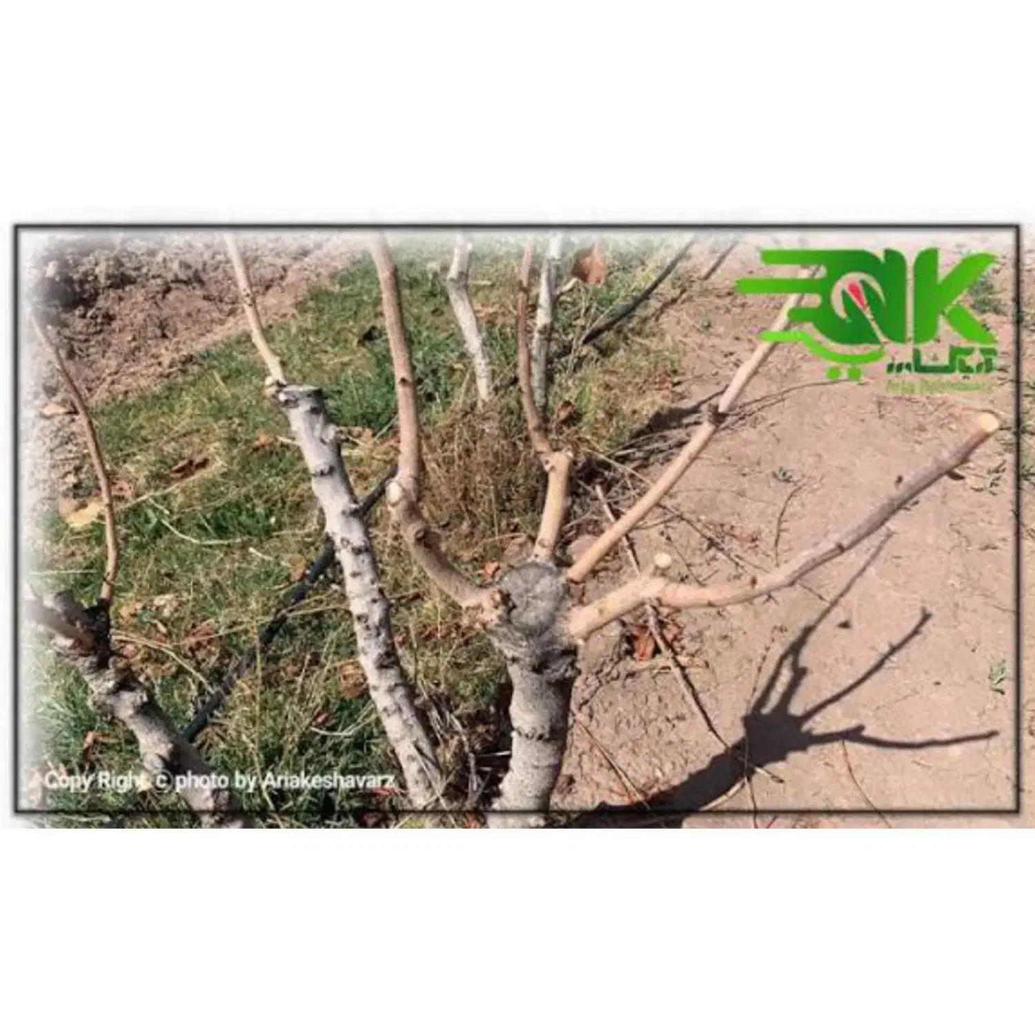 هرس درخت و باغداری|خدمات باغبانی و درختکاری|بجنورد, |دیوار