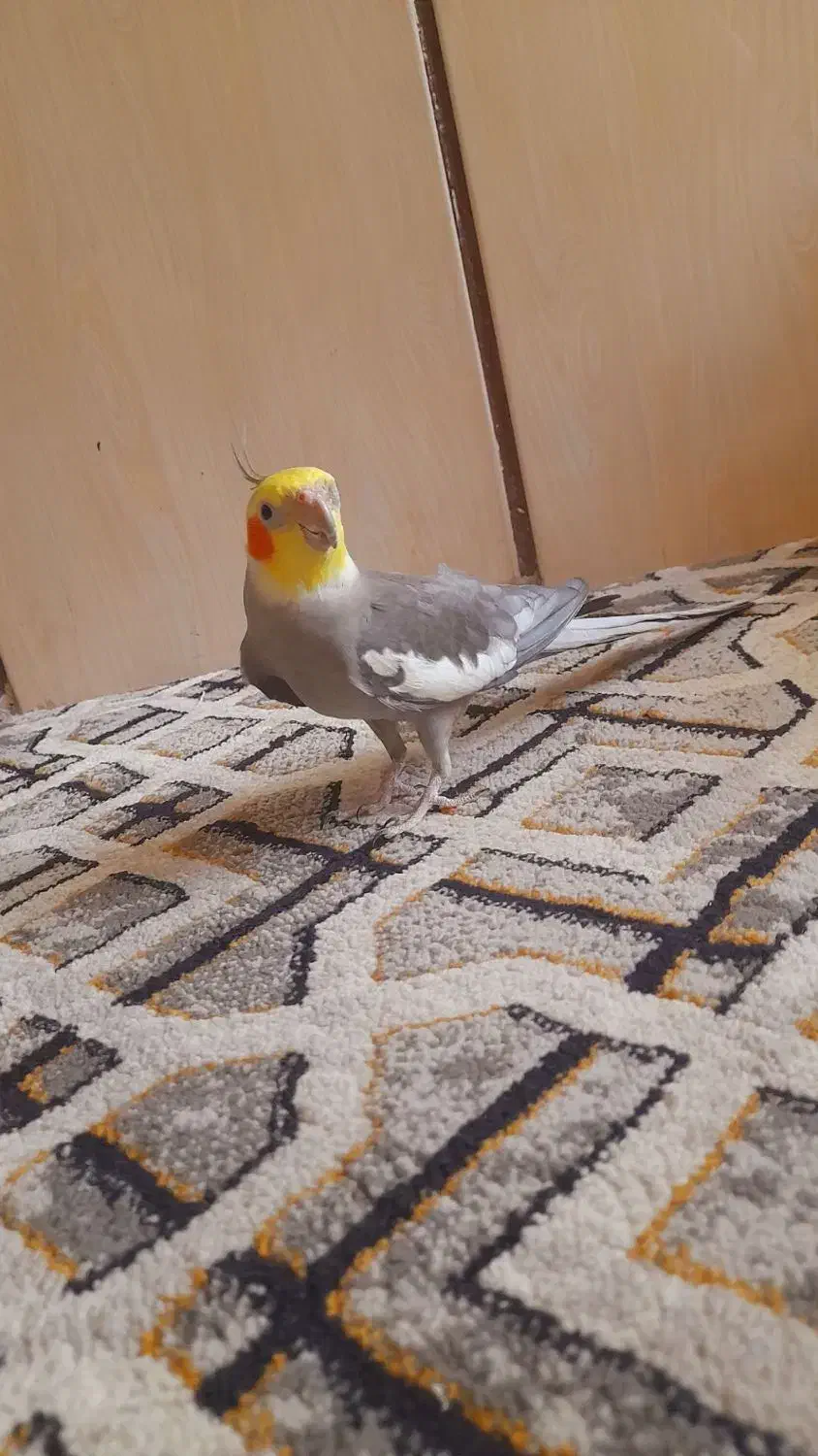 عروس هلندی|پرنده|مشهد, انقلاب|دیوار