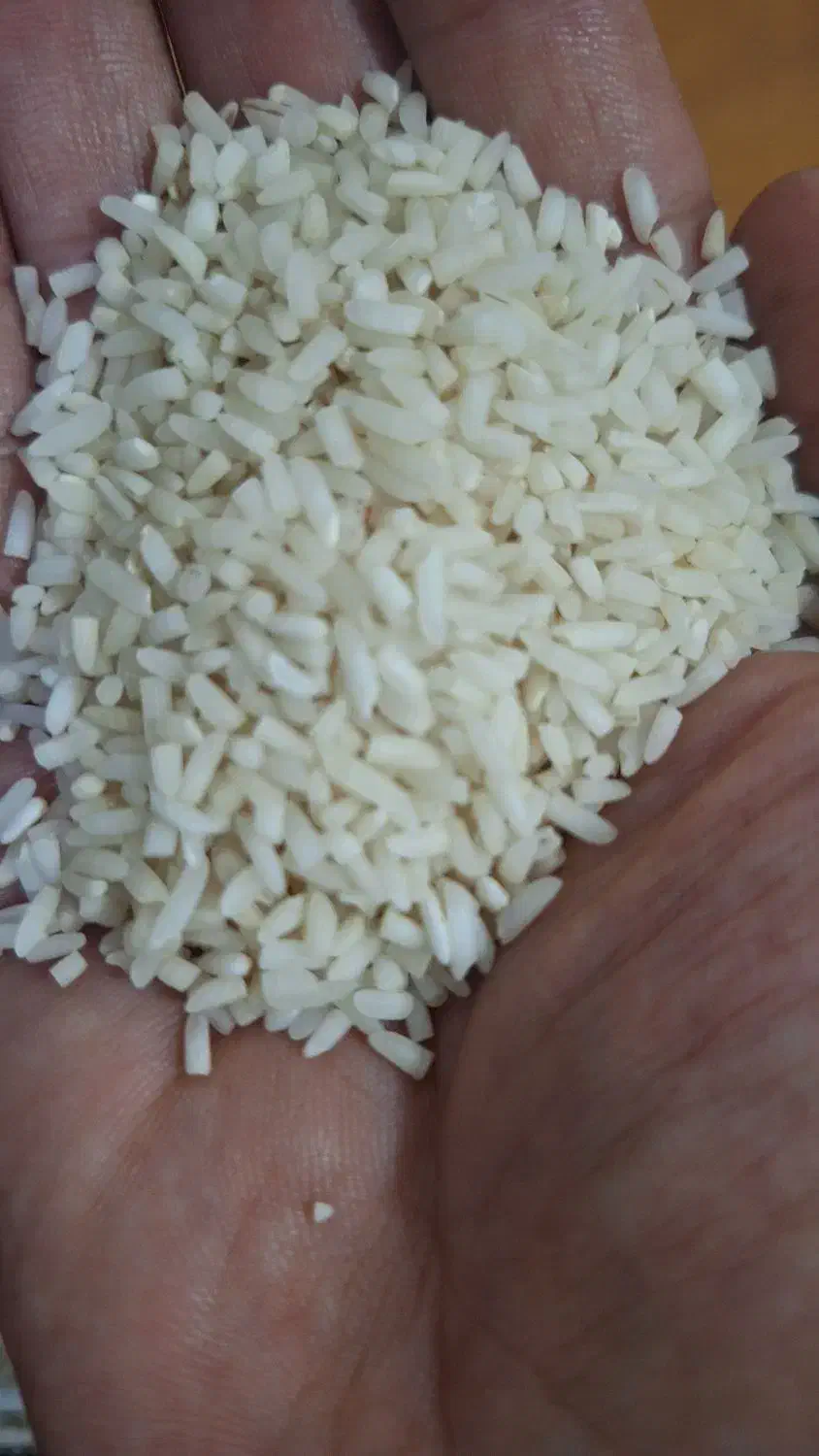 برنج هاشمی (لاشه) محصول تازه|خوردنی و آشامیدنی|رشت, گلباغ نماز|دیوار