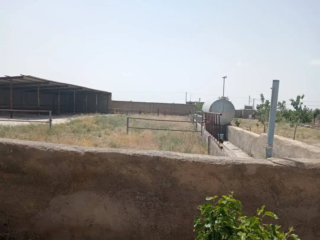 گاوداری 25 راسی 3500متری سند ششدانگ|فروش دفتر صنعتی، کشاورزی، تجاری|نیشابور, دربقاضی|دیوار