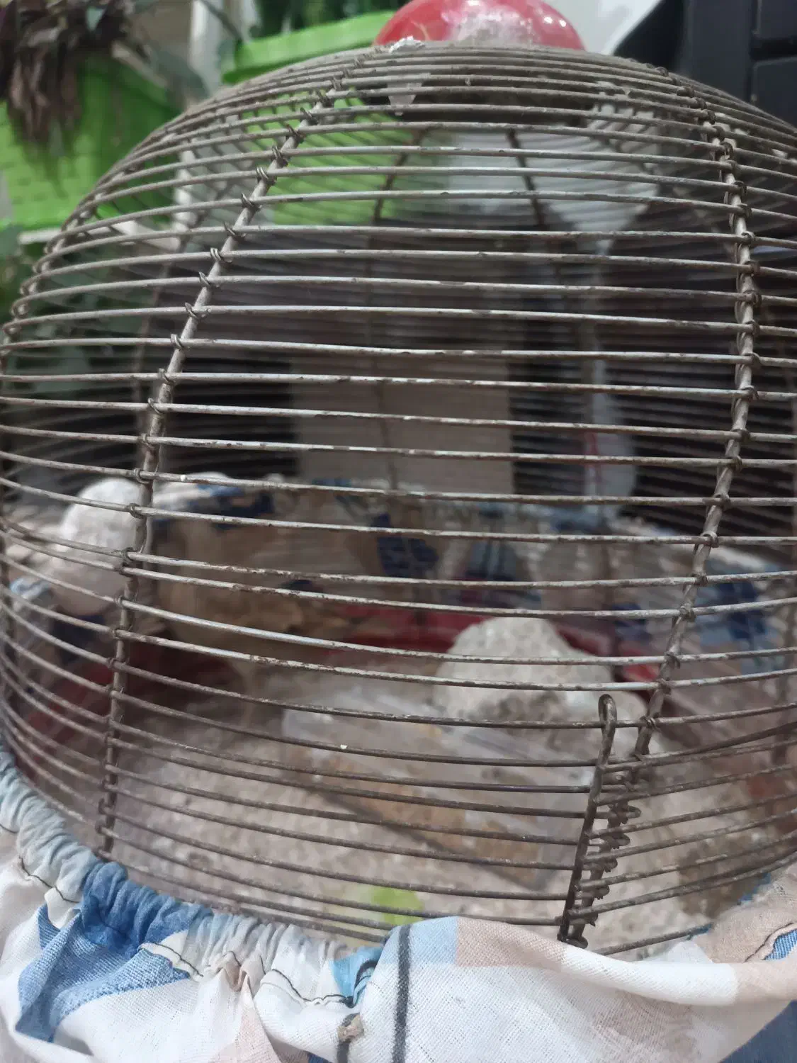 سهره خاکی|پرنده|ماهدشت, |دیوار