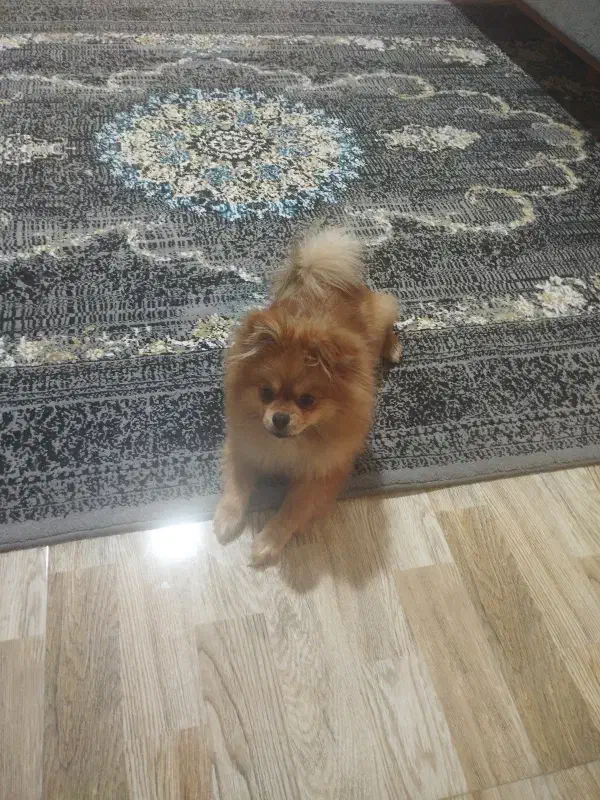 پامرانین خرسی ماده|سگ|شهریار, شهرک بهاران (ویره)|دیوار