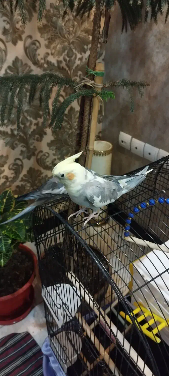 عروس هلندی نر و ماده|پرنده|قدس, شهرک فرزان|دیوار