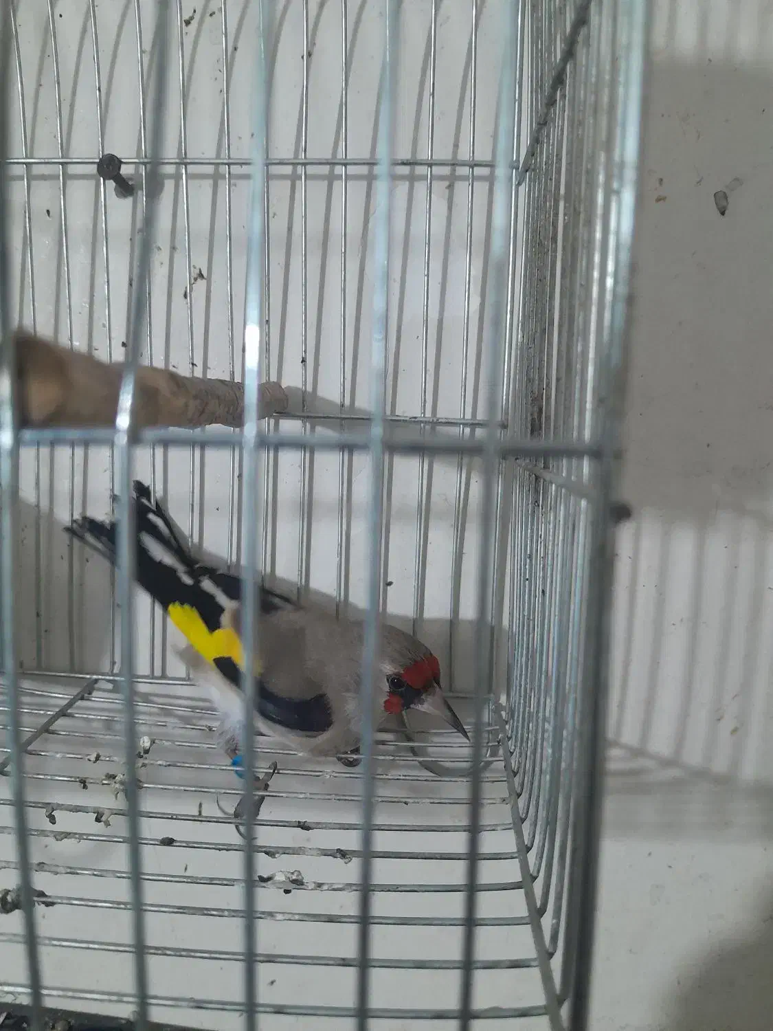 سهره|پرنده|بجنورد, |دیوار