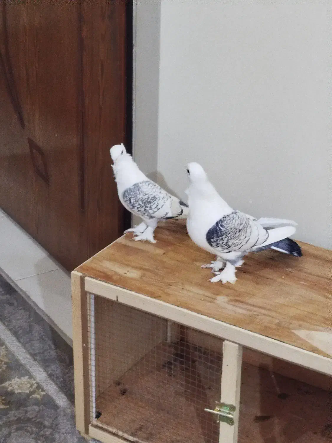 کفتر نرماده|پرنده|ری, شهادت|دیوار