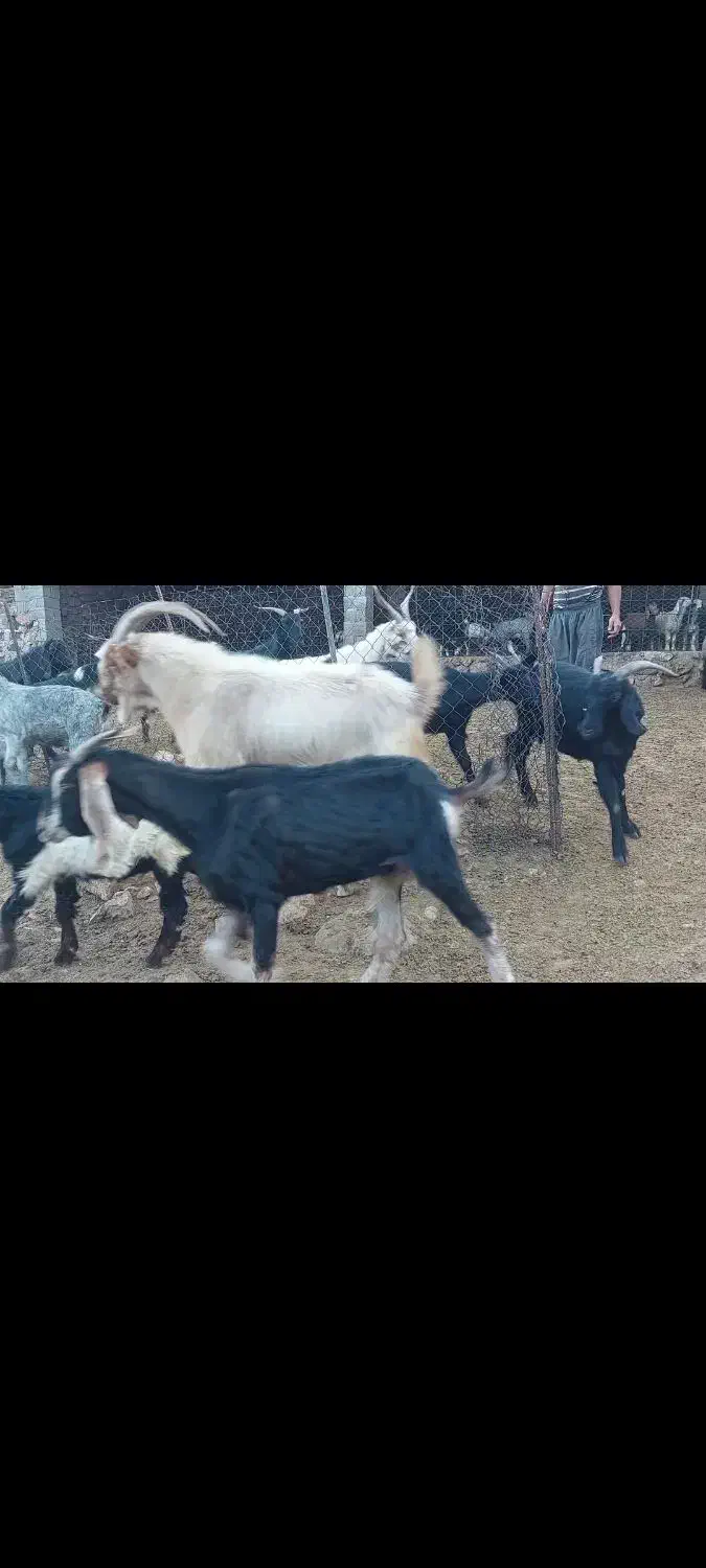 فروش انواع دام داشتی وکشتی|حیوانات مزرعه|دوگنبدان, |دیوار