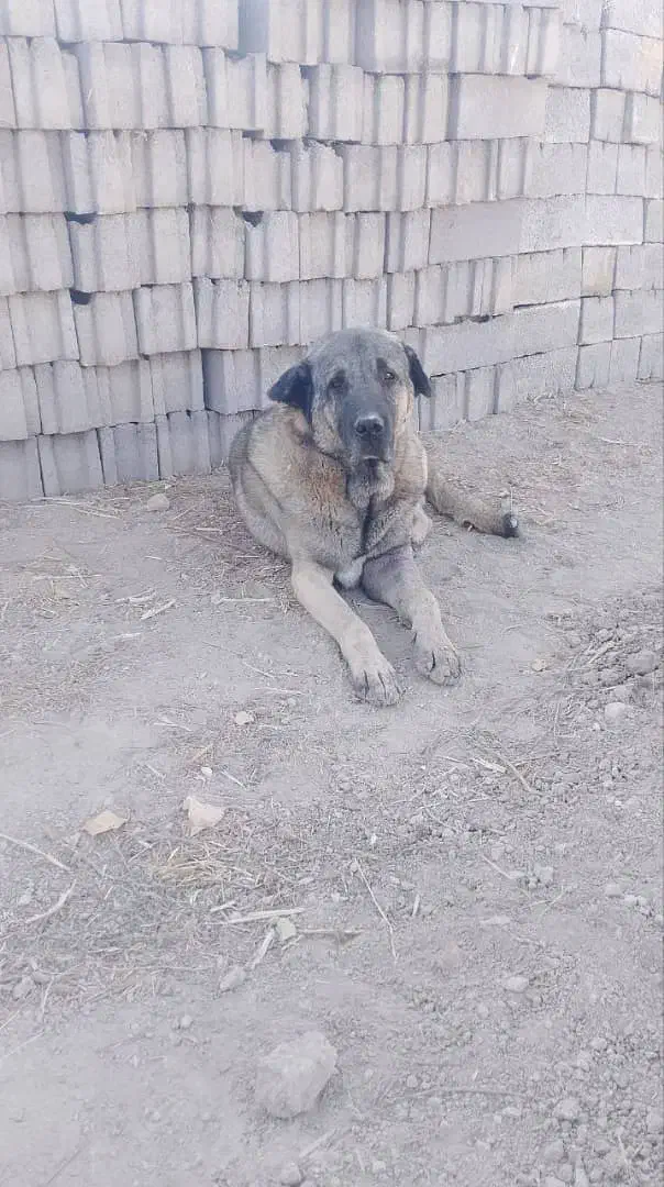 سگ گم شده|سگ|سقز, |دیوار