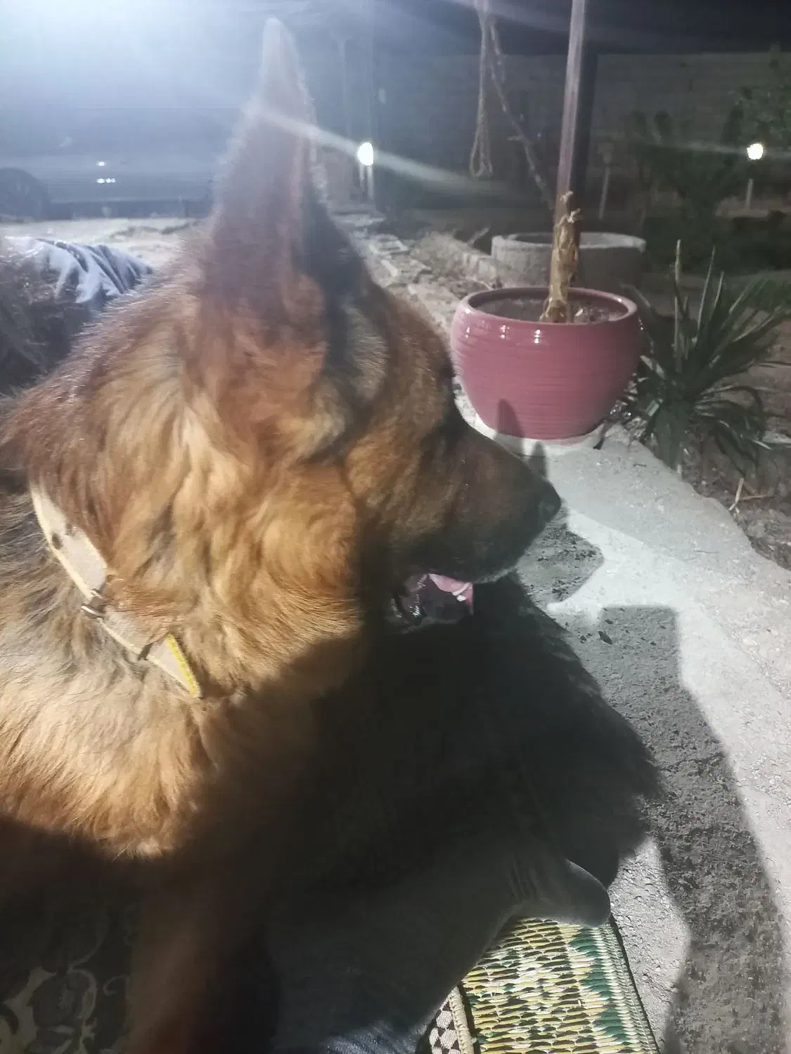 واگذاری سگ ژرمن|سگ|شاهینشهر, برخوار غرب|دیوار