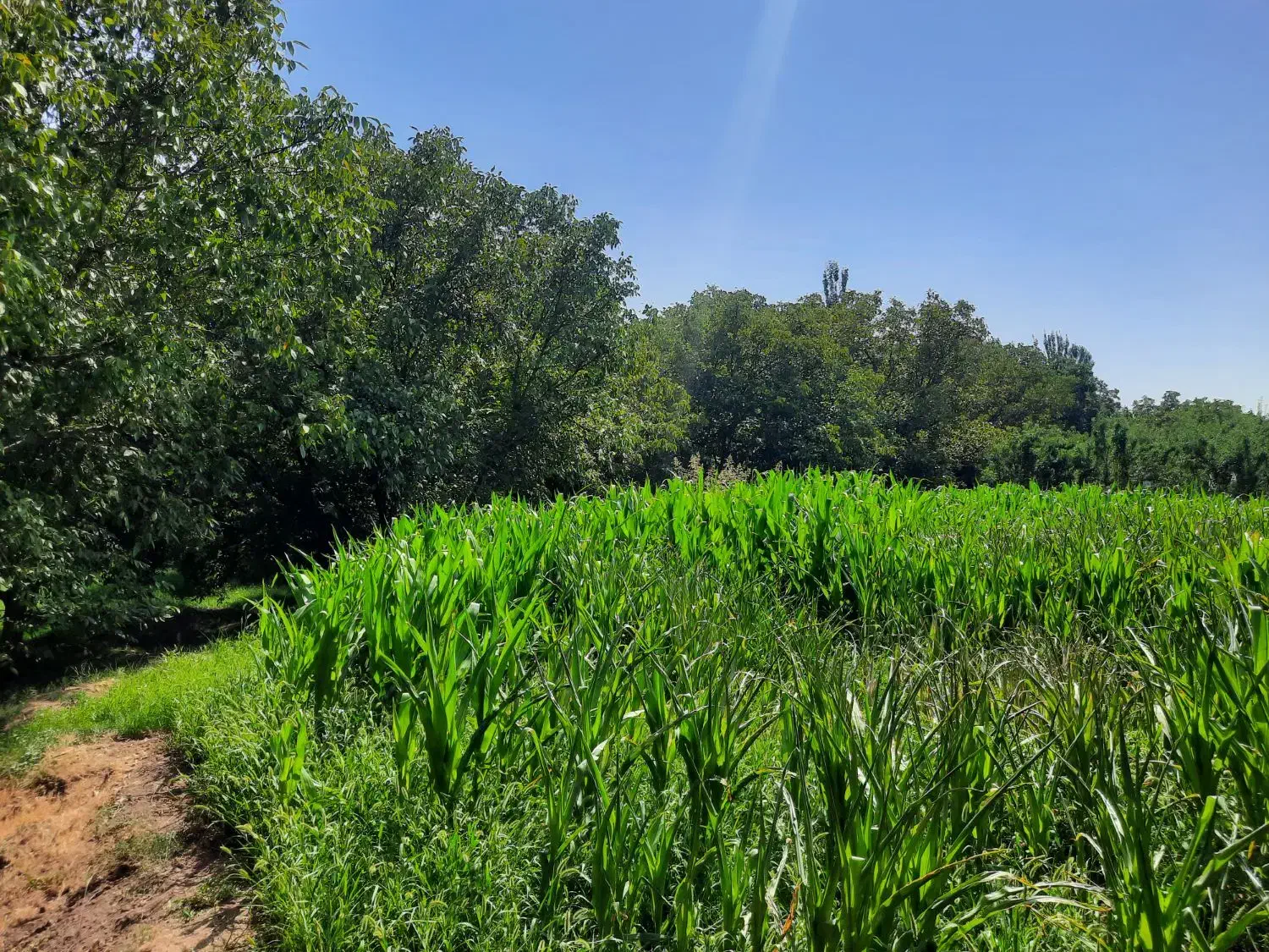فروش باغ عجب شیر روستای محمود آباد|فروش خانه و ویلا|عجب شیر, |دیوار