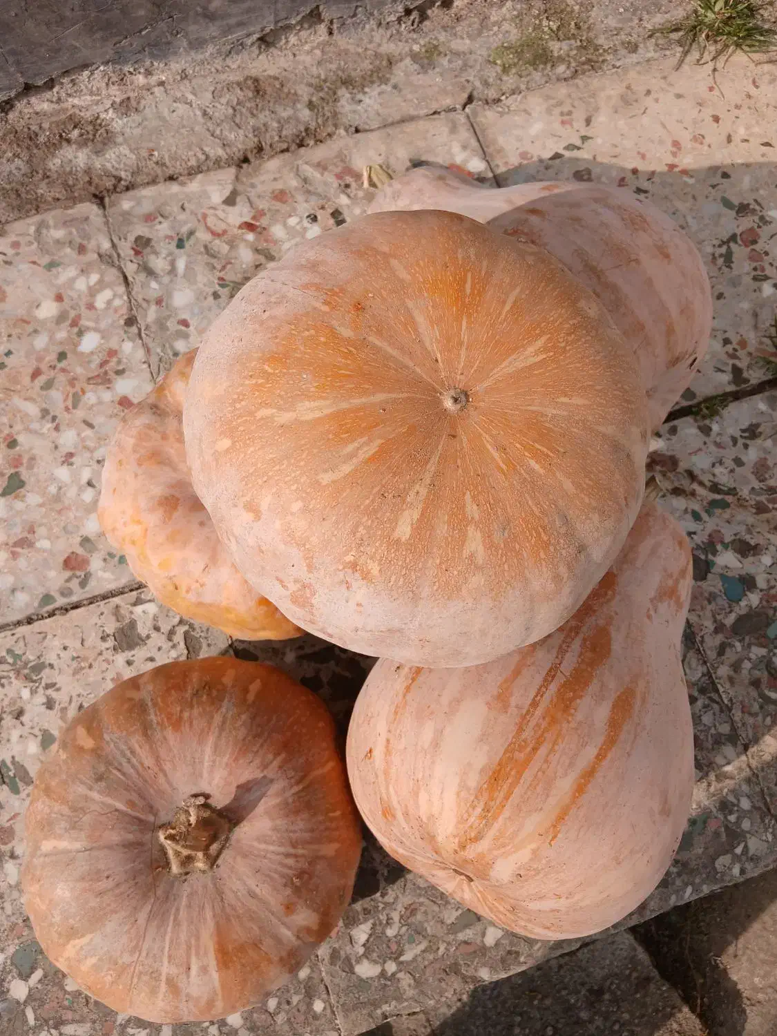 کدو|خوردنی و آشامیدنی|گتاب, |دیوار