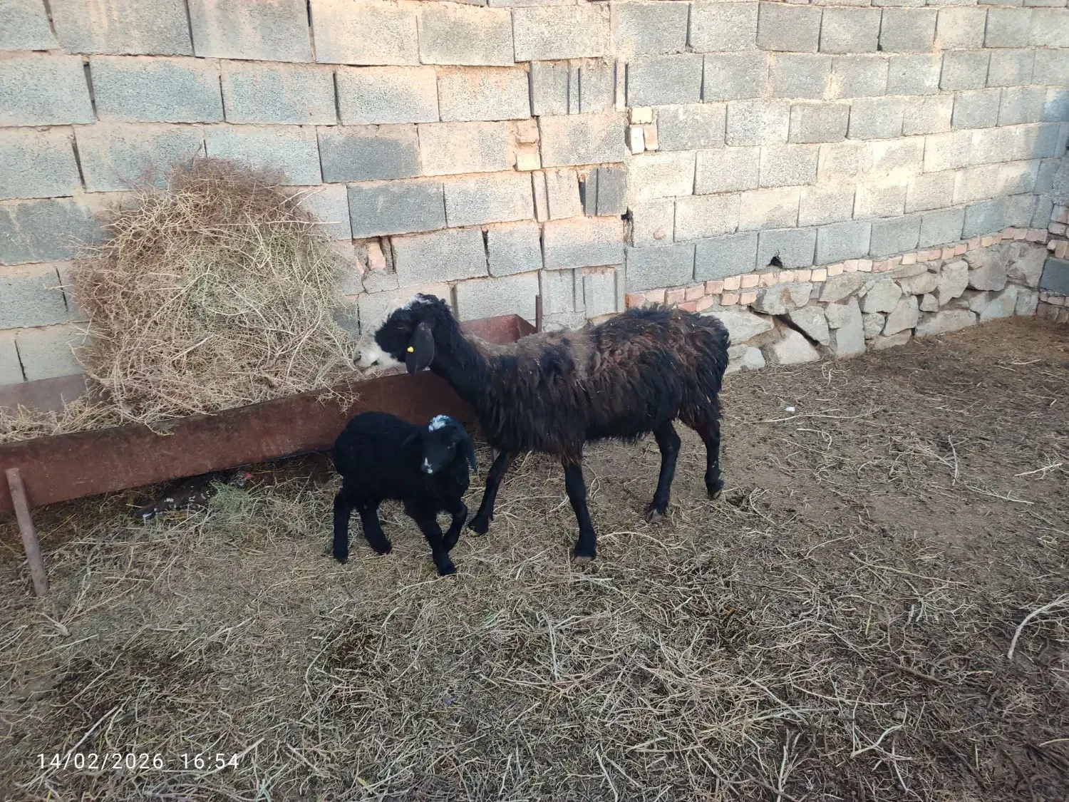 میش چینی زاییده|حیوانات مزرعه|بیرجند, |دیوار