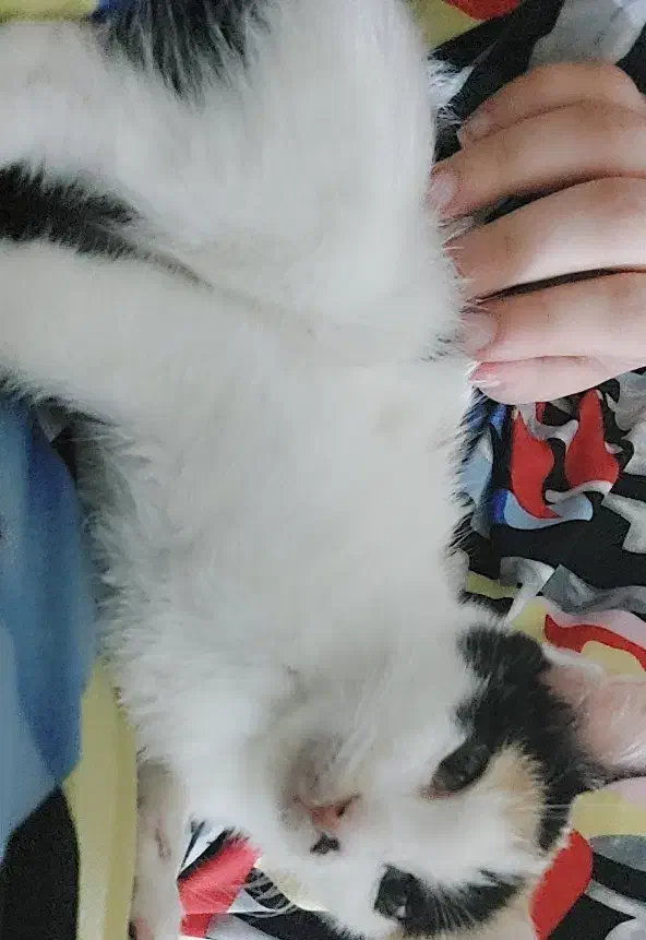 بچه گربه کالیکو شیطون رایگان|گربه|اهواز, سپیدار|دیوار