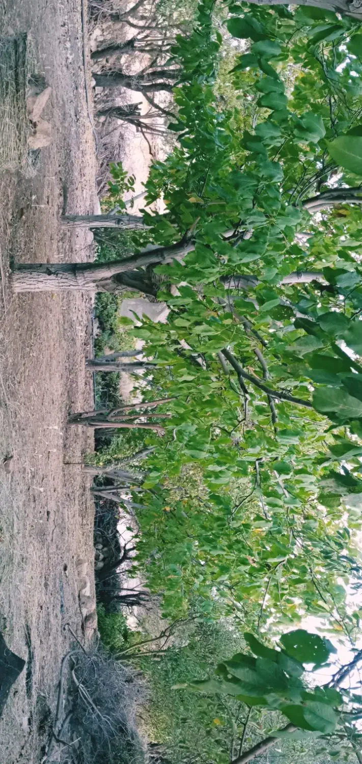 باغ شهری|فروش زمین و ملک کلنگی|ارژن, |دیوار