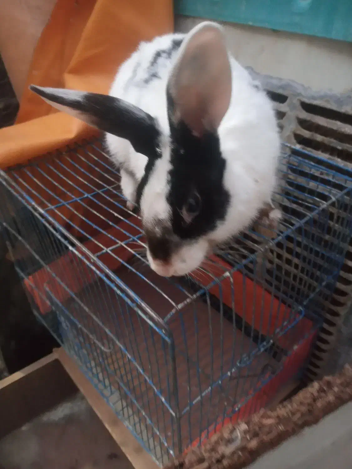 خرگوش خارجی|موش و خرگوش|قم, علی آباد|دیوار