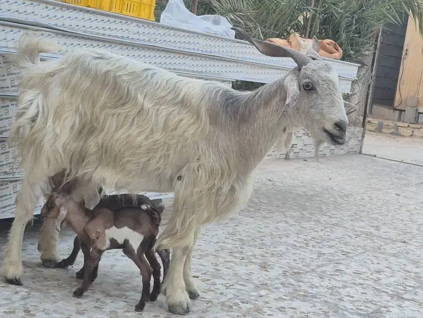 بز، دو قلو زا با کهره نر ماده ،2کهره شیری نر|حیوانات مزرعه|وحدتیه, |دیوار