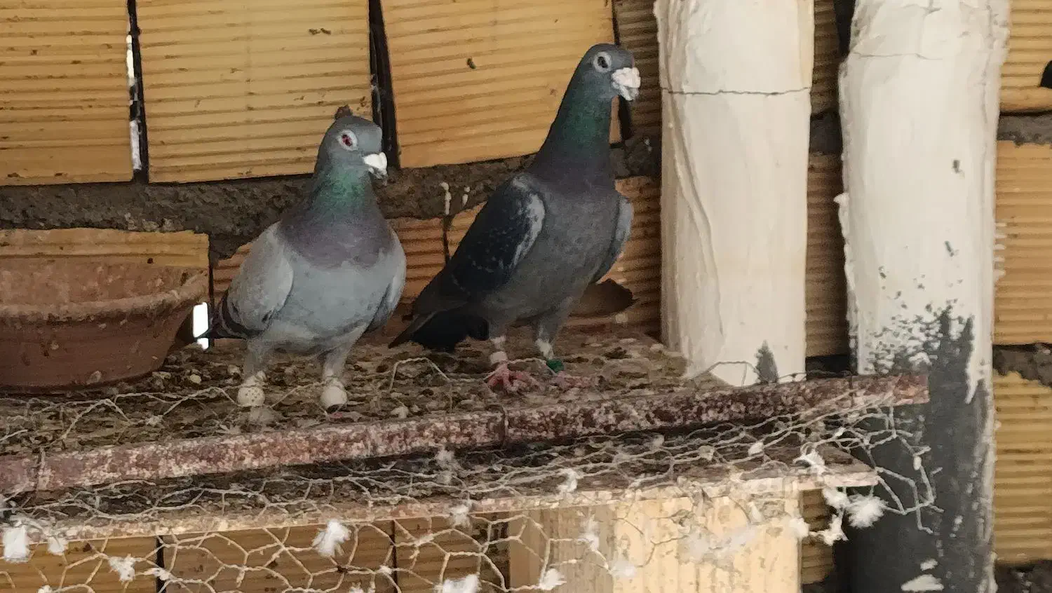 کفتر پلاکی|پرنده|شیراز, کوشک میدان|دیوار