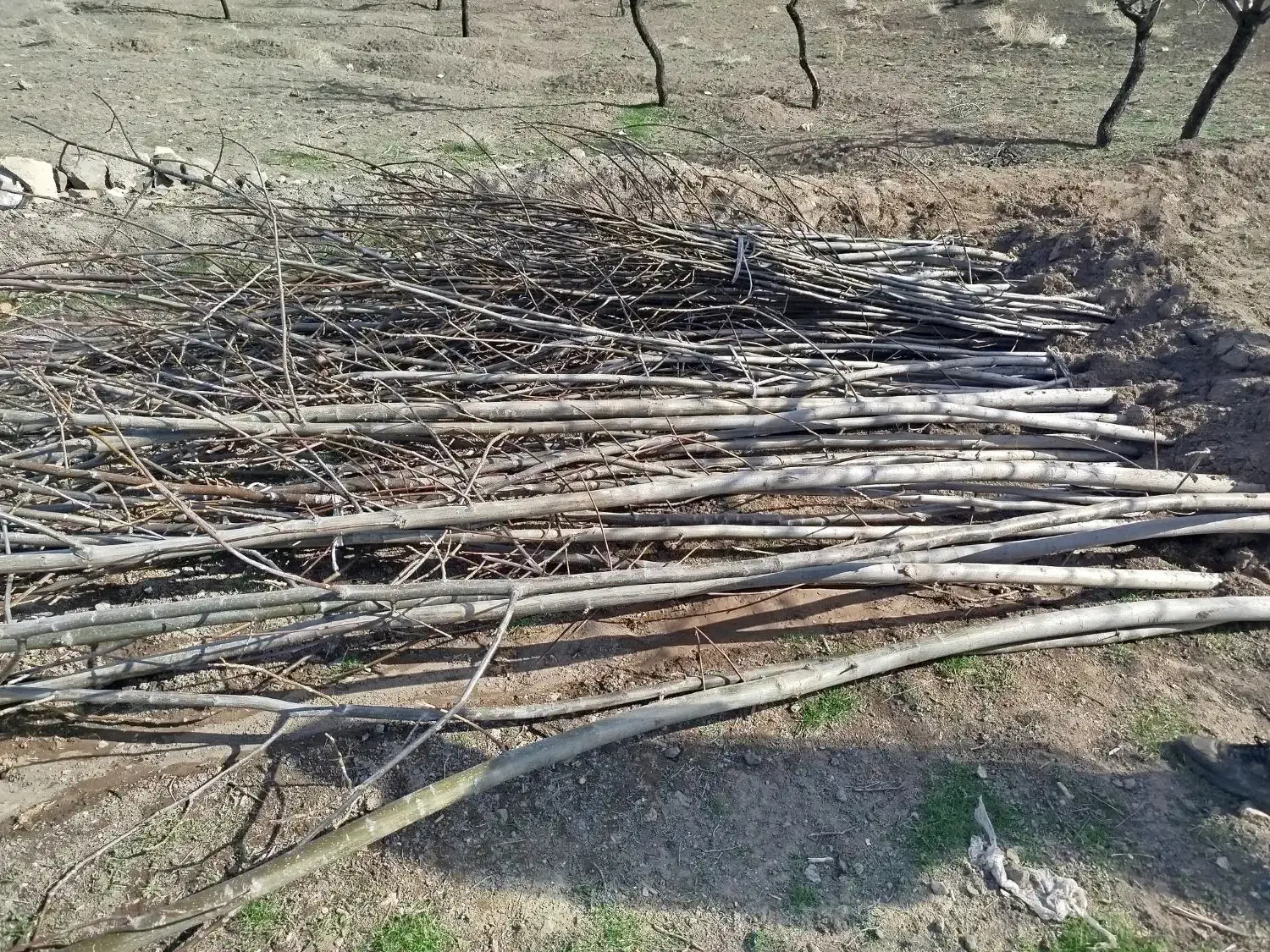 نهال گردو|خدمات باغبانی و درختکاری|طاغنکوه, |دیوار