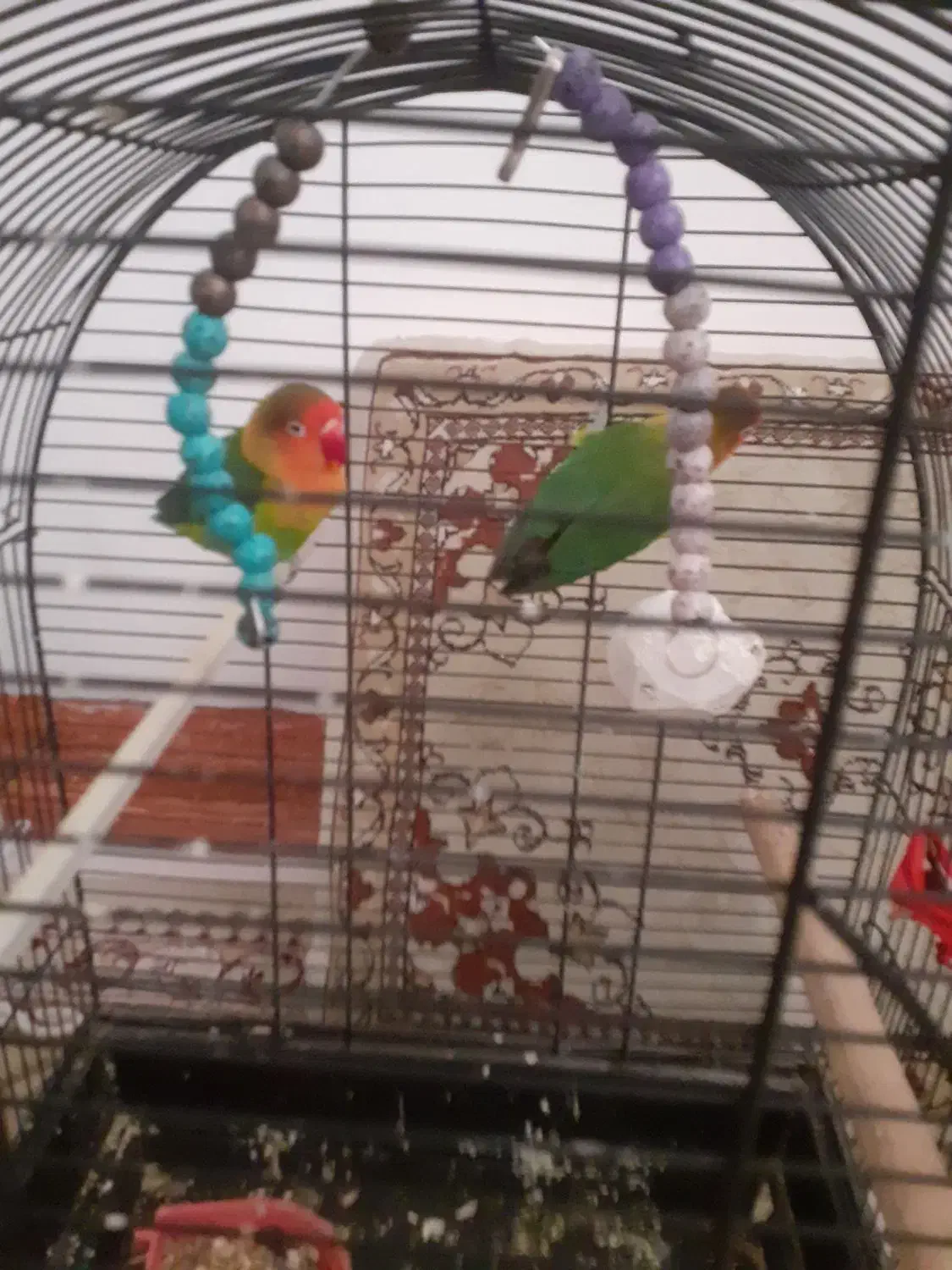 یک جفت طوطی برزیلی کوتله ویک جفت طوطی عروس|پرنده|قم, پردیسان|دیوار