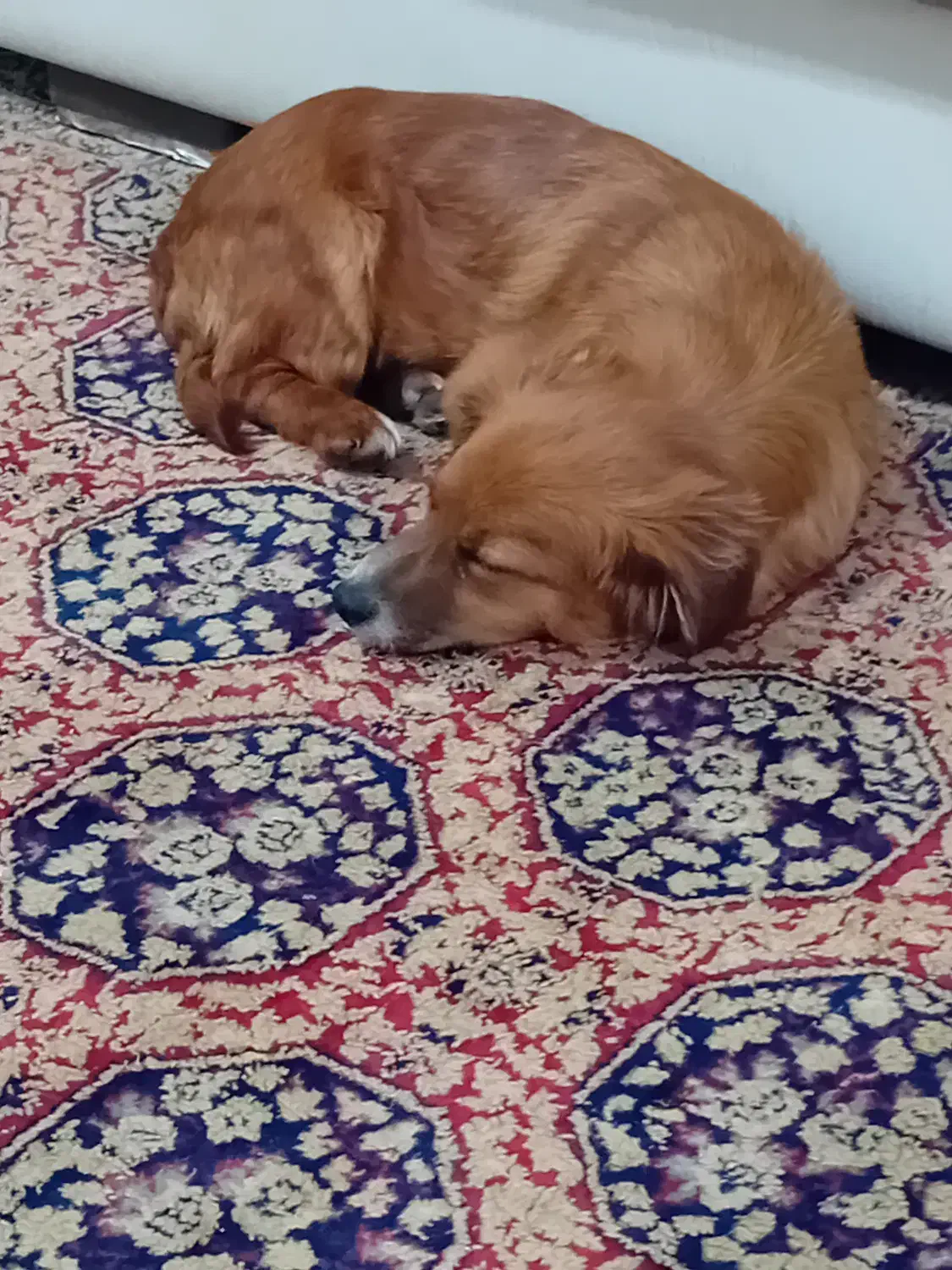 سگ اشپیتز|سگ|رشت, دروازه لاکان|دیوار