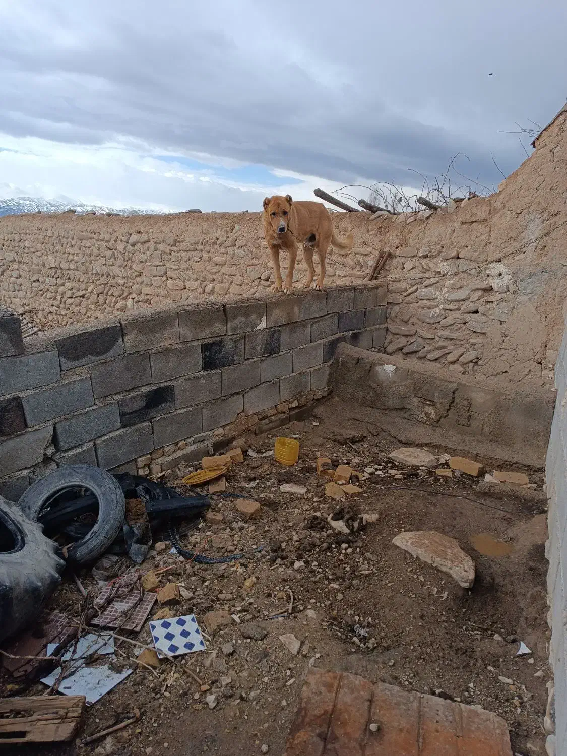 سگ گوسفندی|سگ|قوچان, |دیوار