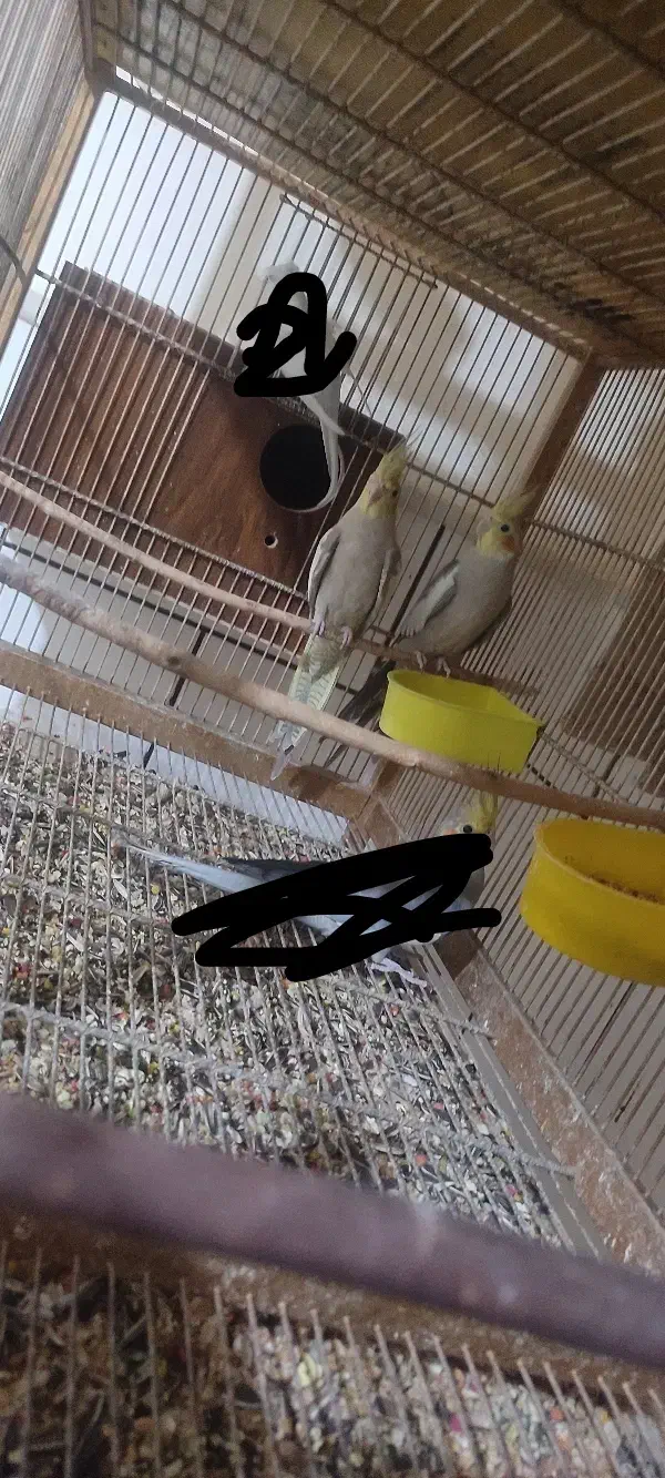 جفت‌عروس هلندی آهویی بادوتا جوجه|پرنده|قم, هنرستان|دیوار