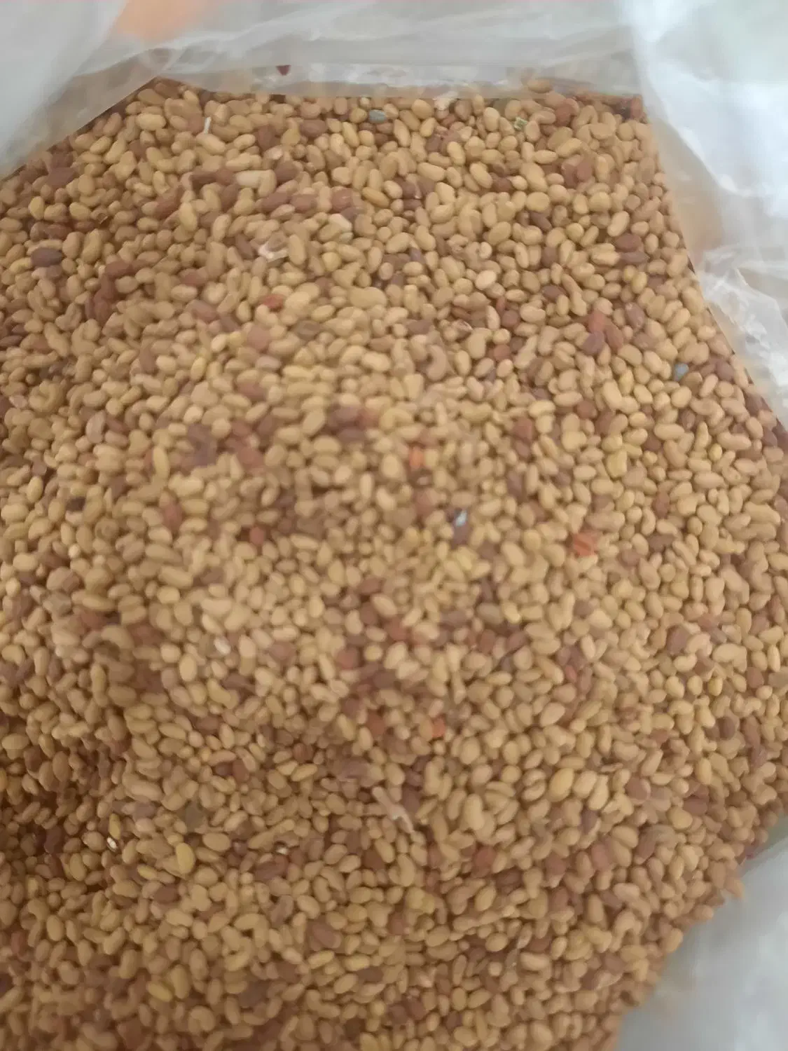 بذر یونجه|گل و گیاه طبیعی|ایلخچی, |دیوار