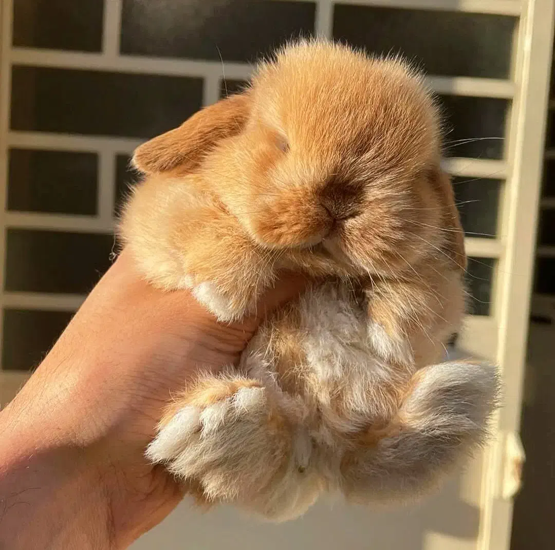 خرگوش لوپ کانادایی اصیل|موش و خرگوش|قزوین, |دیوار